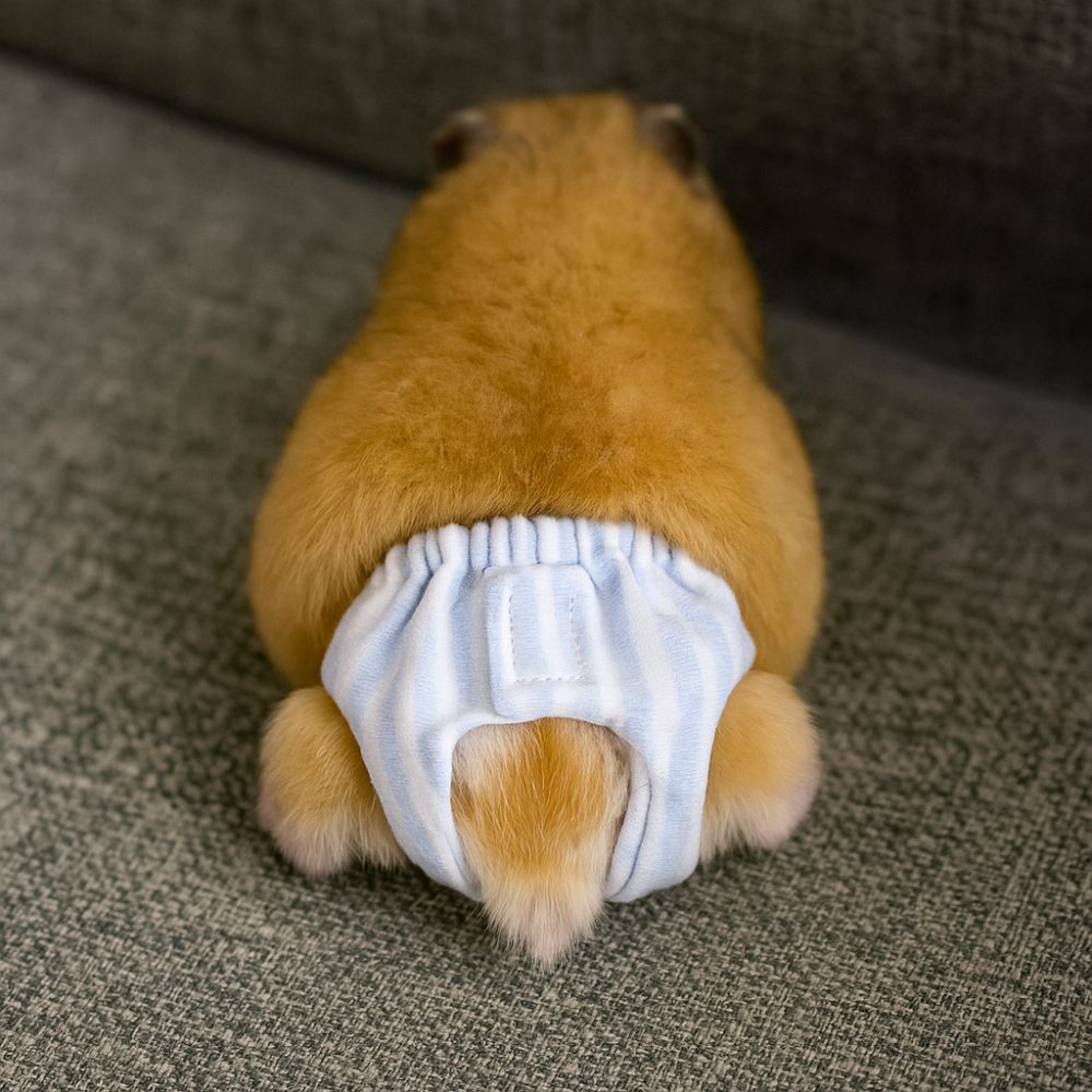 吸収性のあるリス用おむつ、漏れ防止、通気性のあるペット用生理 - Period Panty Absorbent のレビューと価格