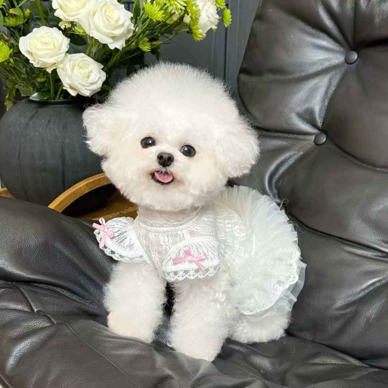 2026年プリンセススタイルペットドレス 猫と犬の夏服 レー - Lace Teddy Lingerie のレビューと価格