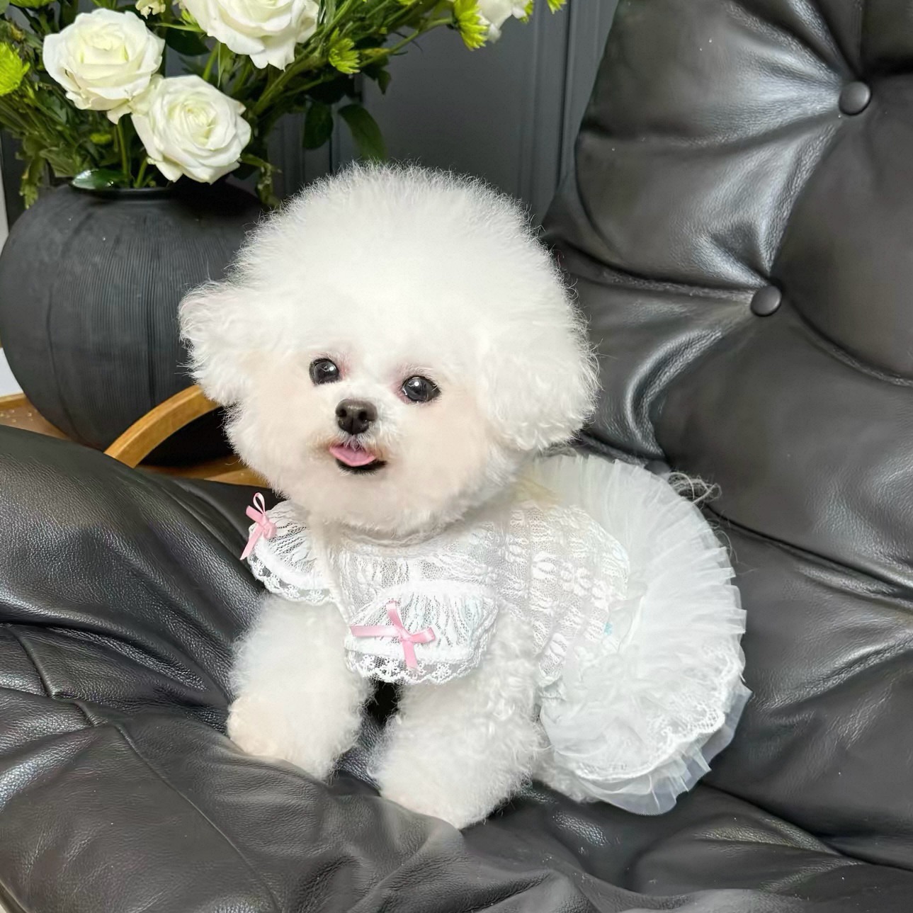 2026年プリンセススタイルペットドレス 猫と犬の夏服 レー - Lace Teddy Lingerie のレビューと価格